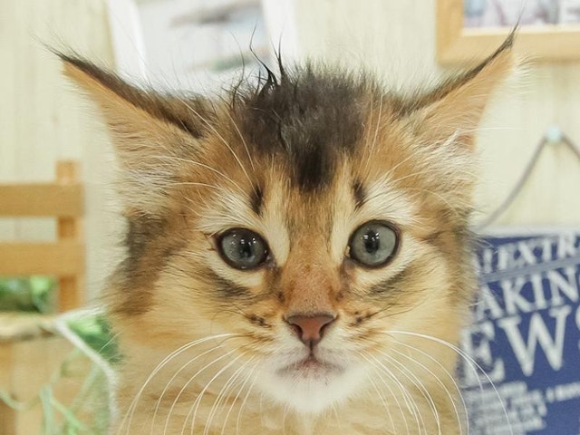 広島県のソマリ (ペッツワン広島LECT店/2024年2月23日生まれ/男の子/ルディ)の子猫